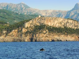 Delfines